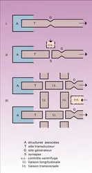 Dispositifs transducteurs-codeurs - crédits : Encyclopædia Universalis France