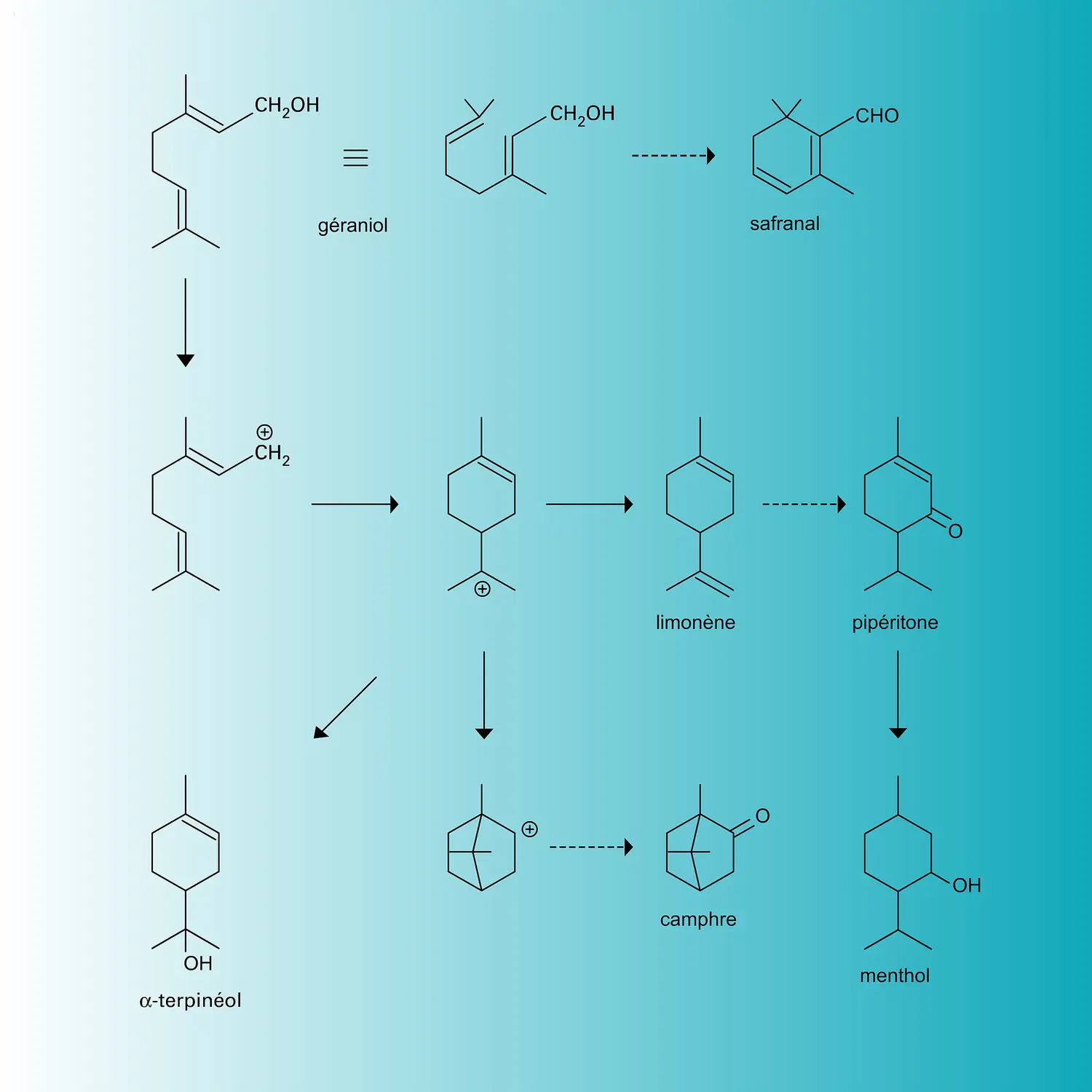 Terpènes naturels : synthèse