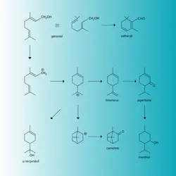 Terpènes naturels : synthèse - crédits : Encyclopædia Universalis France