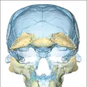 Crânes d’<em>Homo sapiens</em> du site de Djebel Irhoud (Maroc) - crédits : Sarah Freidline, MPI EVA Leipzig