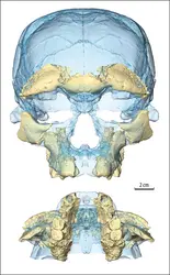 Crânes d’<em>Homo sapiens</em> du site de Djebel Irhoud (Maroc) - crédits : Sarah Freidline, MPI EVA Leipzig
