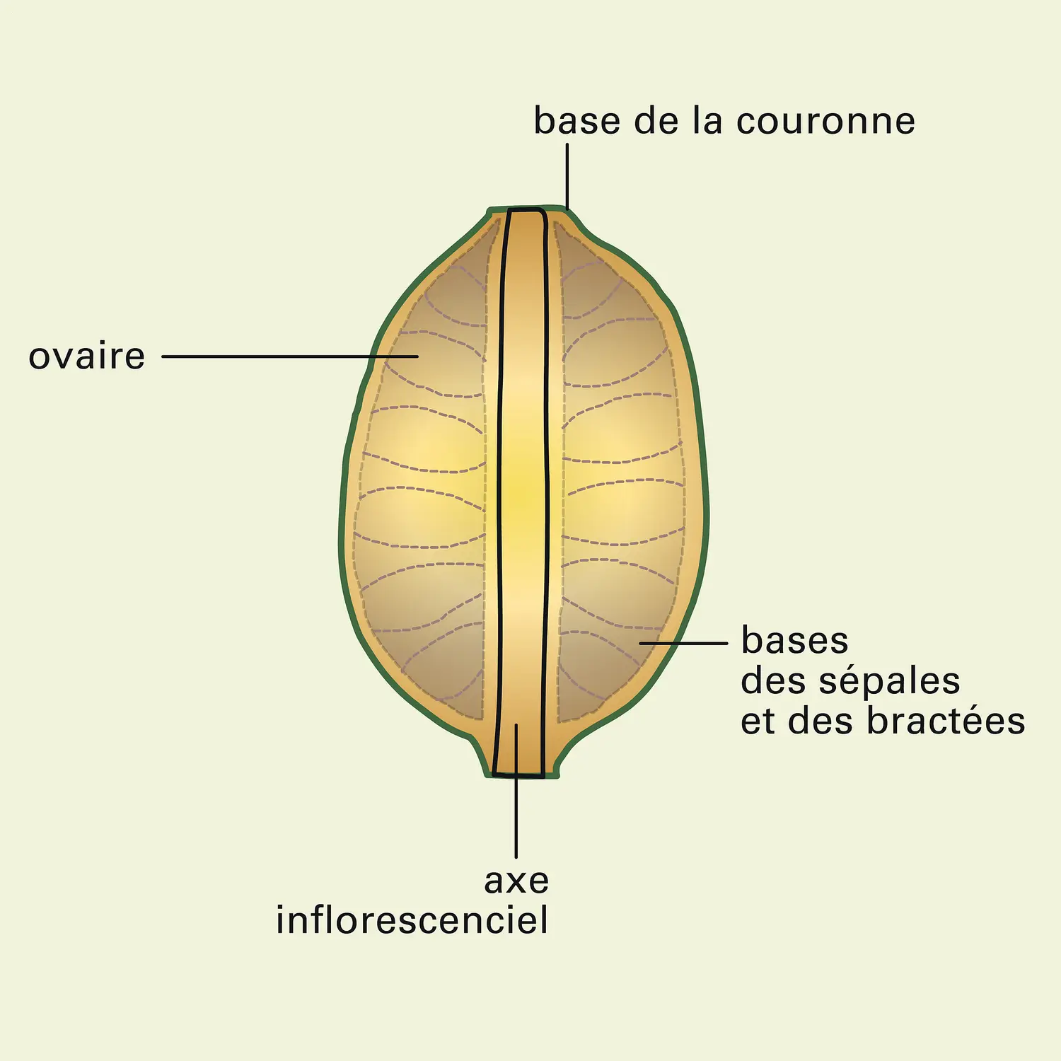 Ananas comosus : inflorescence