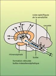 Systèmes activateur, inhibiteur et facilitateur - crédits : Encyclopædia Universalis France