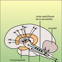 Systèmes activateur, inhibiteur et facilitateur - crédits : Encyclopædia Universalis France