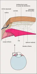 Gonioscopie : angle de la chambre antérieure de l'œil - crédits : Encyclopædia Universalis France