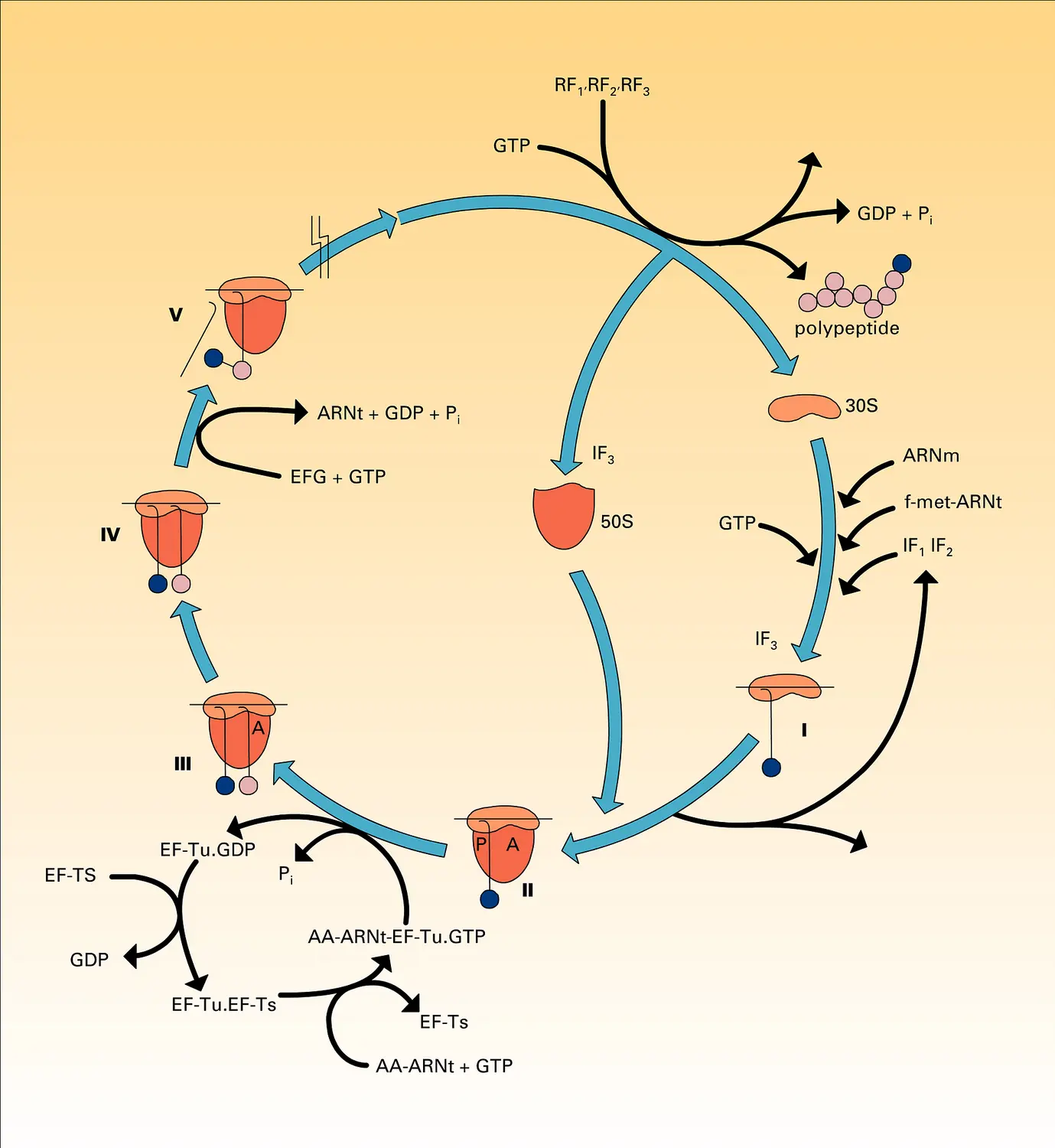 Cycle ribosomal