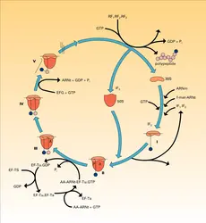 Cycle ribosomal - crédits : Encyclopædia Universalis France