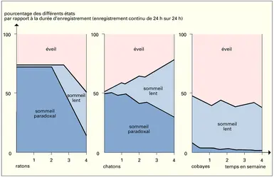 Sommeil-rêve-éveil selon le degré de maturité nerveuse - crédits : Encyclopædia Universalis France