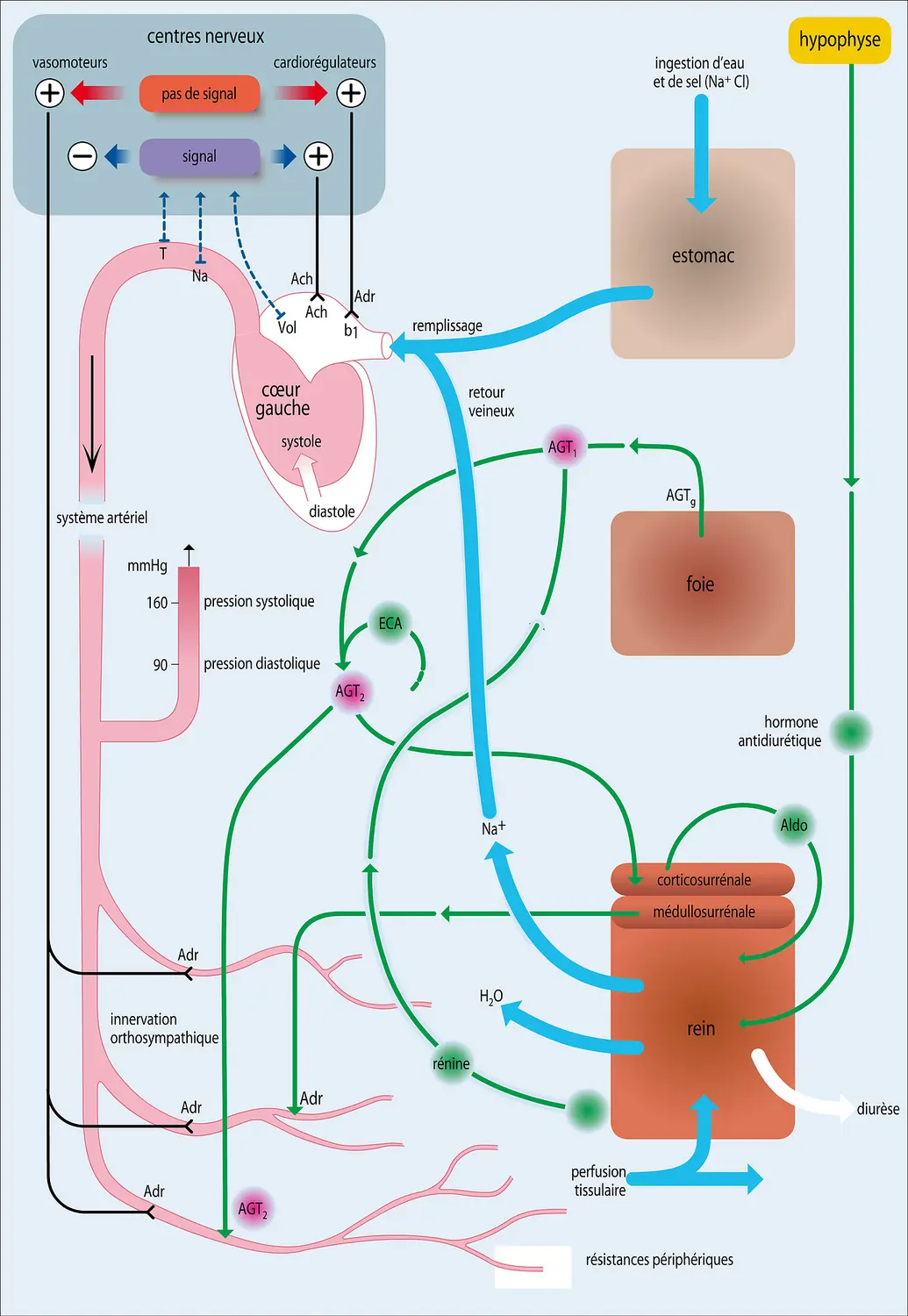 Régulation physiologique de la pression artérielle