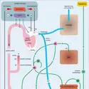 Régulation physiologique de la pression artérielle - crédits : Encyclopædia Universalis France