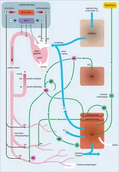 Régulation physiologique de la pression artérielle - crédits : Encyclopædia Universalis France