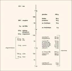 Apports nutritionnels recommandés - crédits : Encyclopædia Universalis France