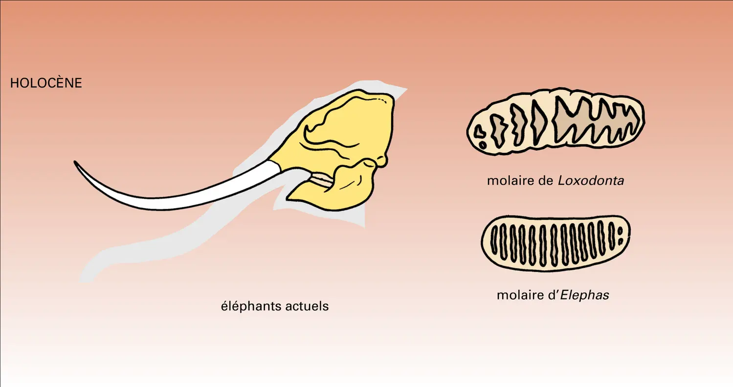 Phylogenèse : étapes - vue 1