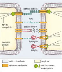 Contacts directs entre cellules - crédits : Encyclopædia Universalis France