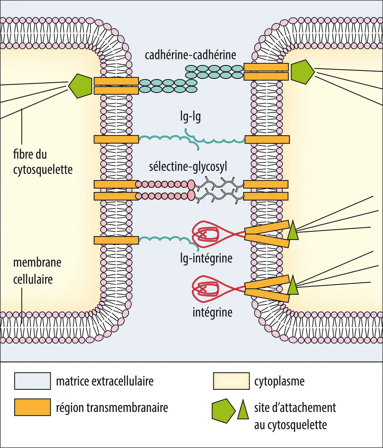 Contacts directs entre cellules