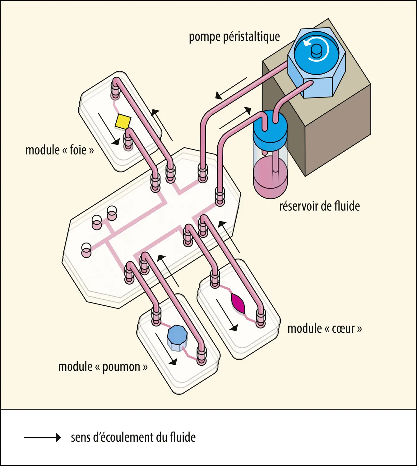 Modélisation de l’interaction de plusieurs organes dans une micropuce