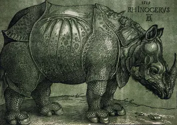 <it>Le Rhinocéros</it> par Albrecht Dürer - crédits : Christie's Images,  Bridgeman Images 