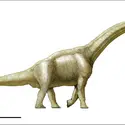 Brachiosaurus - crédits : Encyclopædia Universalis France