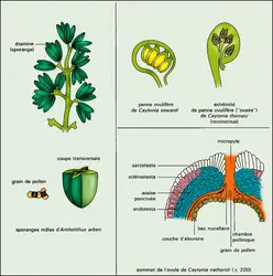 Caytoniales : appareils reproducteurs - crédits : Encyclopædia Universalis France