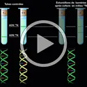 Réplication de l'ADN - crédits : Encyclopædia Universalis France