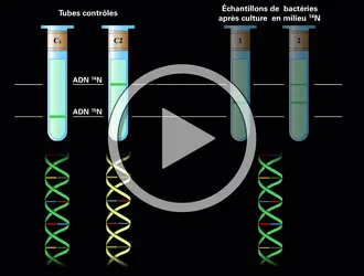 Réplication de l'ADN - crédits : Encyclopædia Universalis France