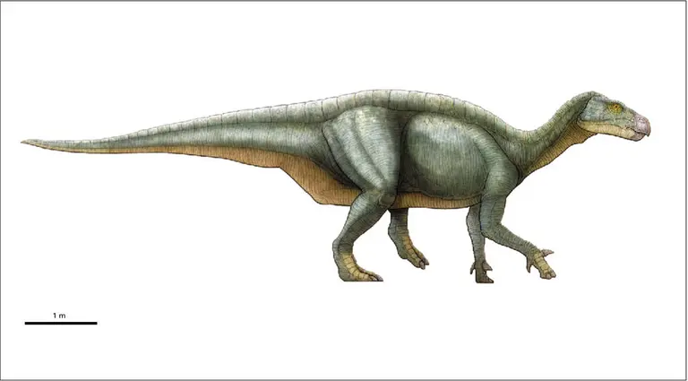 <em>Iguanodon</em>