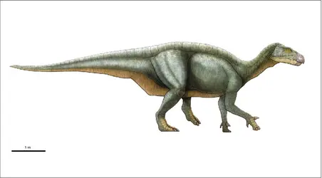 <em>Iguanodon</em> - crédits : Encyclopædia Universalis France
