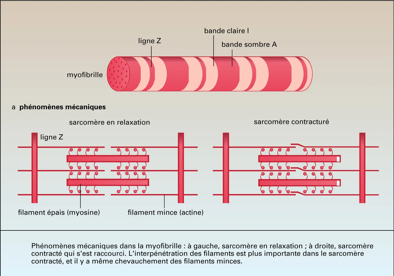 Cycle contractile - vue 1