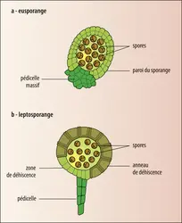 Sporanges  (coupes longitudinales) - crédits : Encyclopædia Universalis France