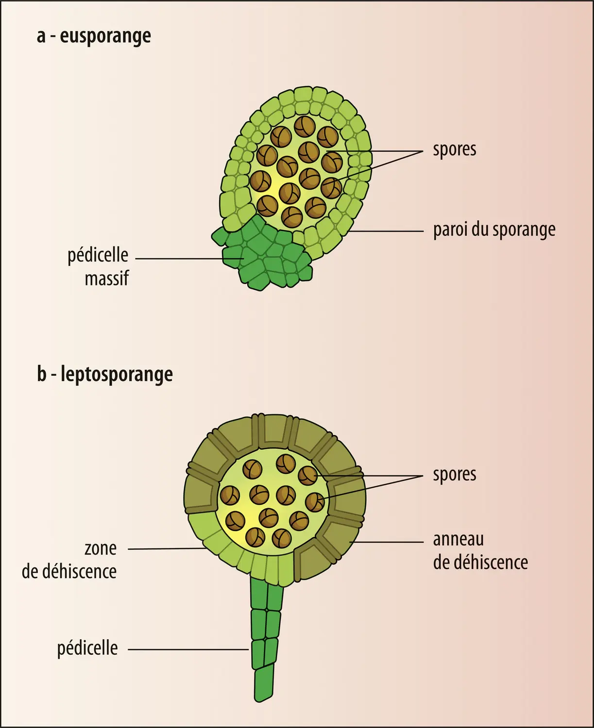 Sporanges  (coupes longitudinales)