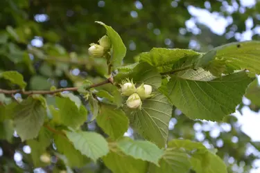 Noisetier (branches et fruits) - crédits : Jaclou-DL/ Pixabay