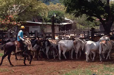 Ranch au Costa Rica - crédits : Insight Guides