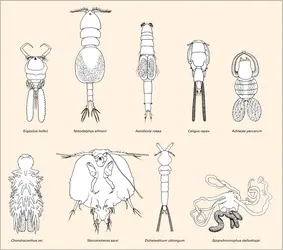 Copépodes : formes parasites - crédits : Encyclopædia Universalis France