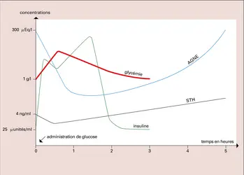 Régulation glycémique - crédits : Encyclopædia Universalis France