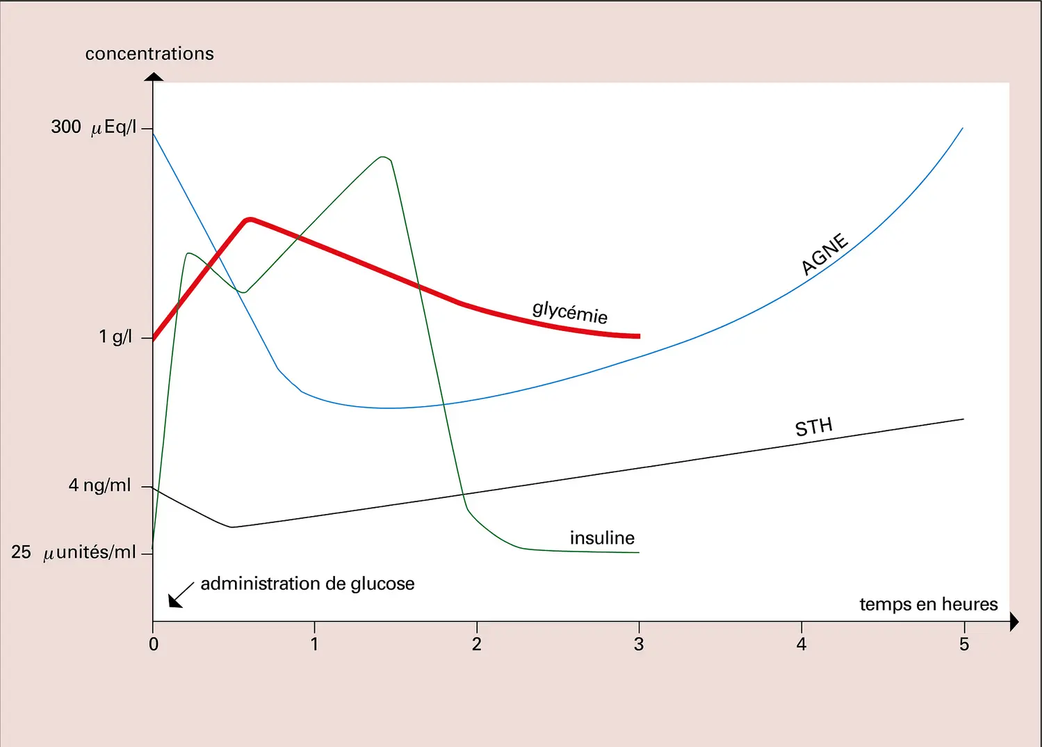 Régulation glycémique