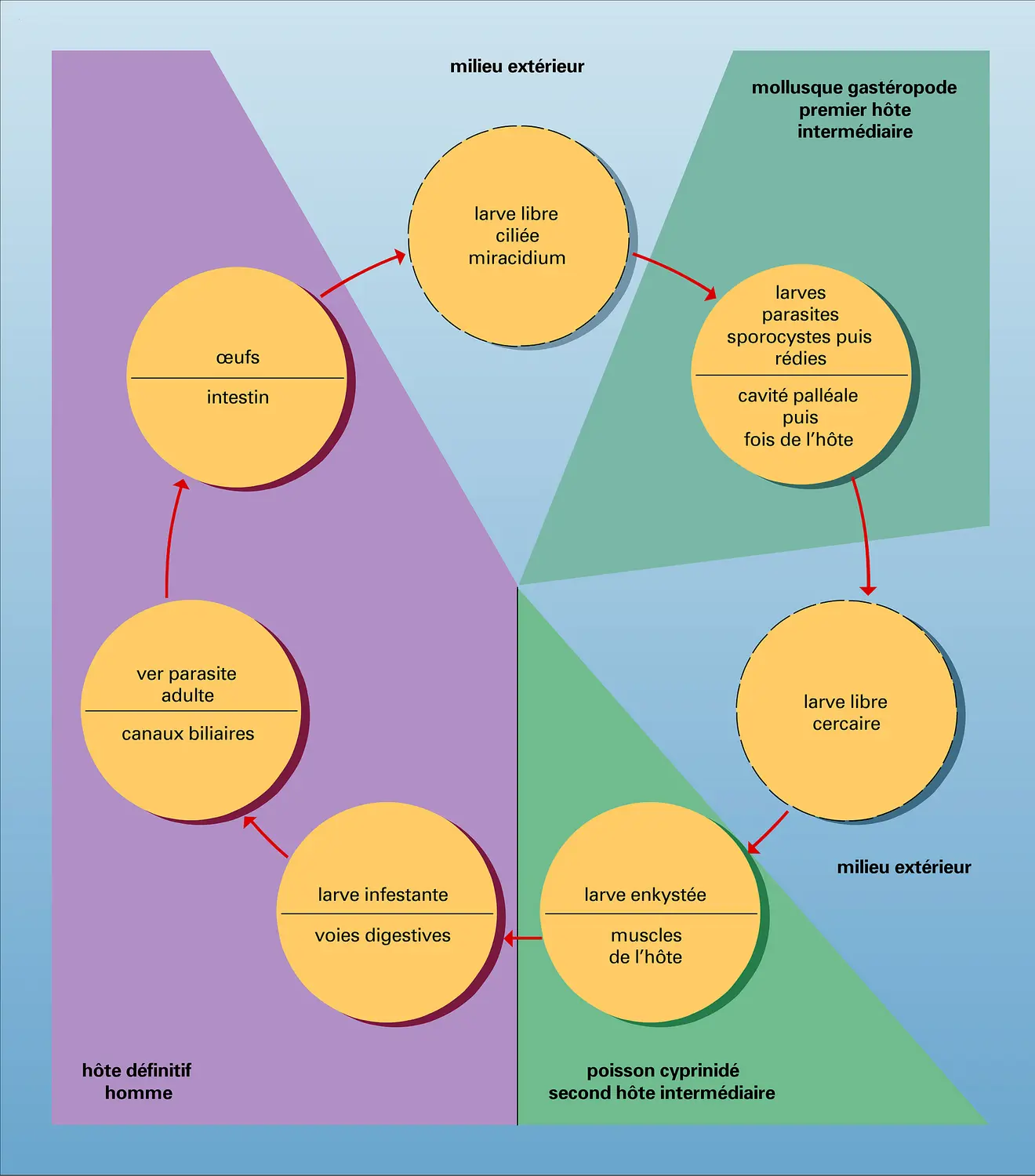 Trématode : cycle