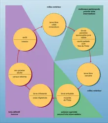 Trématode : cycle - crédits : Encyclopædia Universalis France