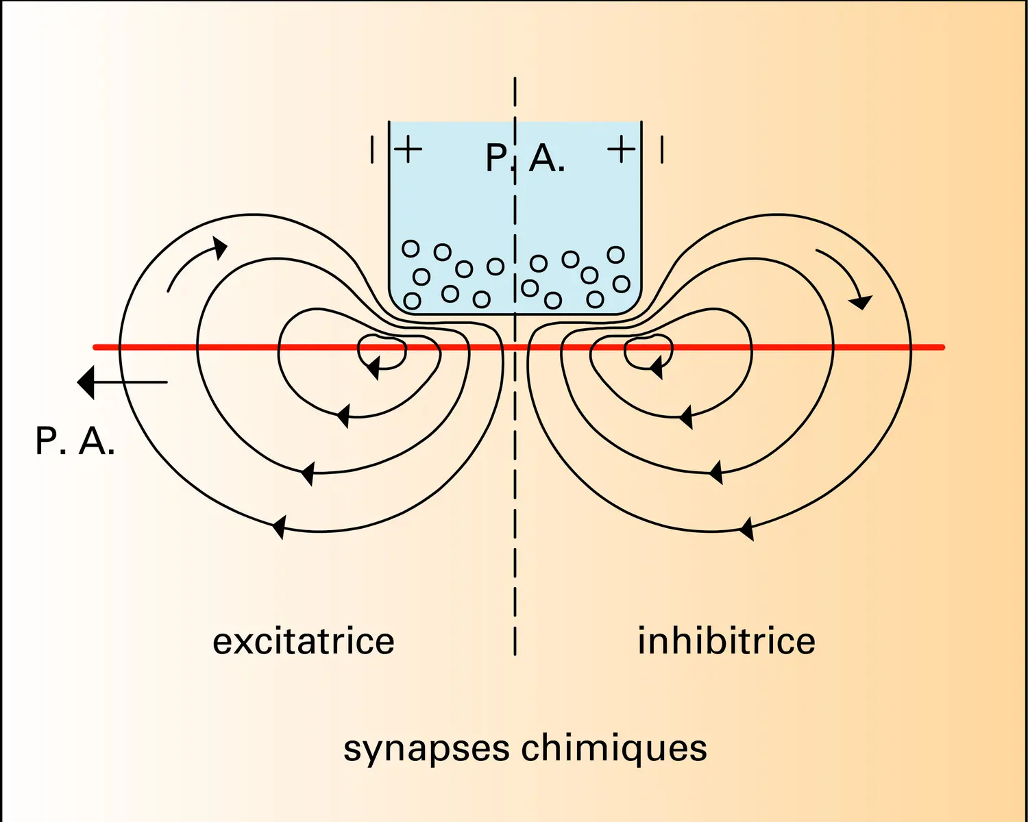 Synapses électriques - vue 1