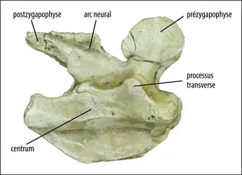 Vertèbre de tortue fossile - crédits : Anquetin et al., 2017