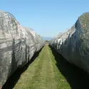 Agriculture biologique : verger de pommiers - crédits : Servane Penvern