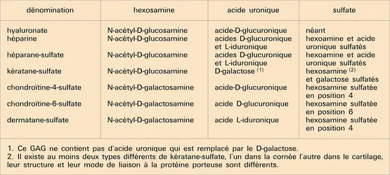 Glycosaminoglycannes - crédits : Encyclopædia Universalis France
