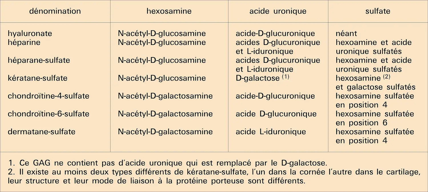 Glycosaminoglycannes