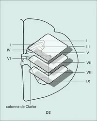 Substance grise médullaire : subdivision lamellaires - crédits : Encyclopædia Universalis France