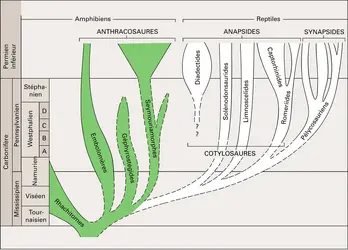 Origine à partir des Amphibiens - crédits : Encyclopædia Universalis France