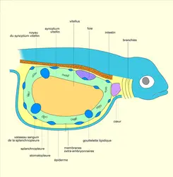 Vésicule vitelline : alevin de truite - crédits : Encyclopædia Universalis France