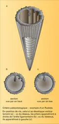 Rudiste : critères de polarité - crédits : Encyclopædia Universalis France