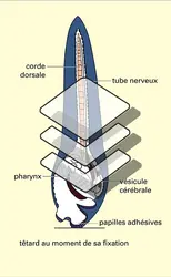 Ascidie : larve et métamorphose - crédits : Encyclopædia Universalis France