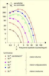 Contraste : sensibilité de l'œil - crédits : Encyclopædia Universalis France