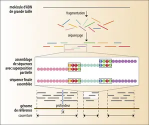 Alignement des séquences d’ADN déterminées - crédits : Encyclopædia Universalis France