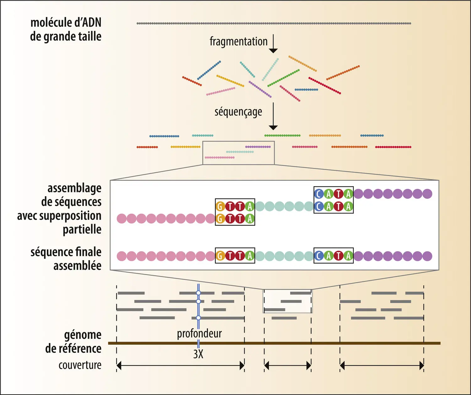 Alignement des séquences d’ADN déterminées